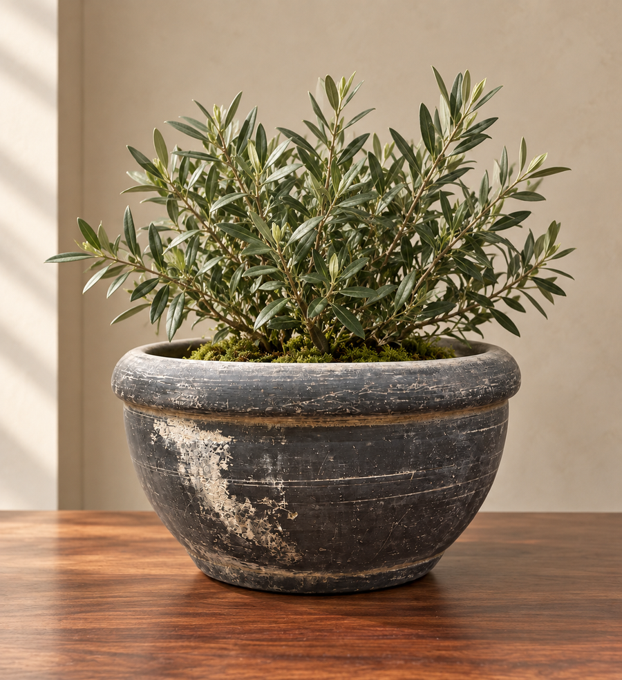 Ellis Medium Basin