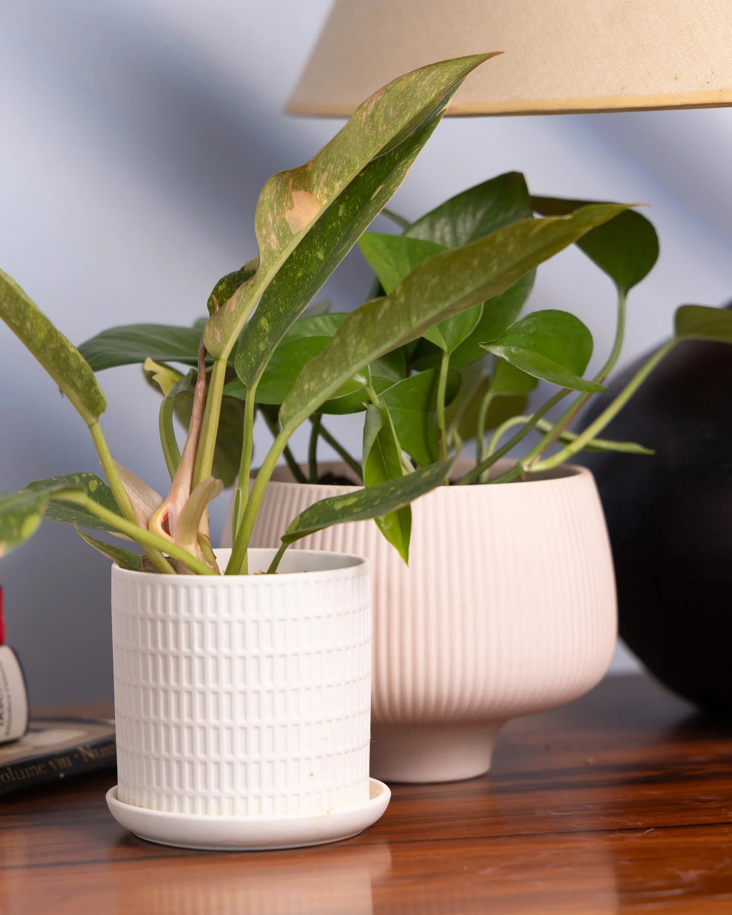 Lilo Pink Porcelain 6" Pot