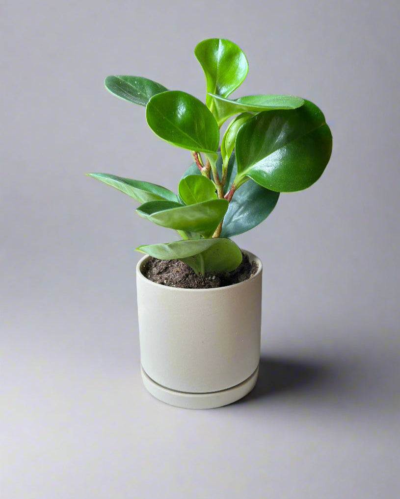 Sand Dojo Porcelain Modern Plant Pot