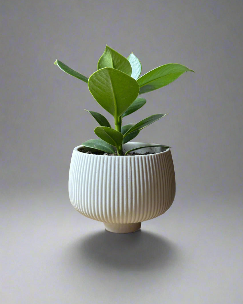 Lilo Porcelain 4.2" Pot
