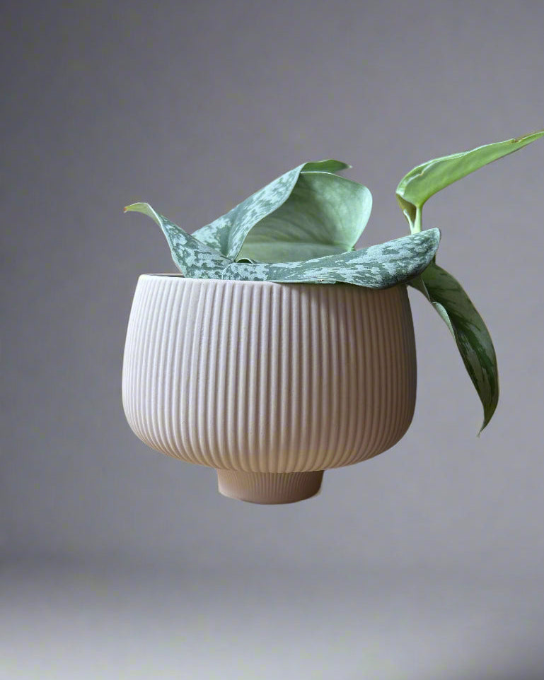 Lilo Pink Porcelain 6" Pot