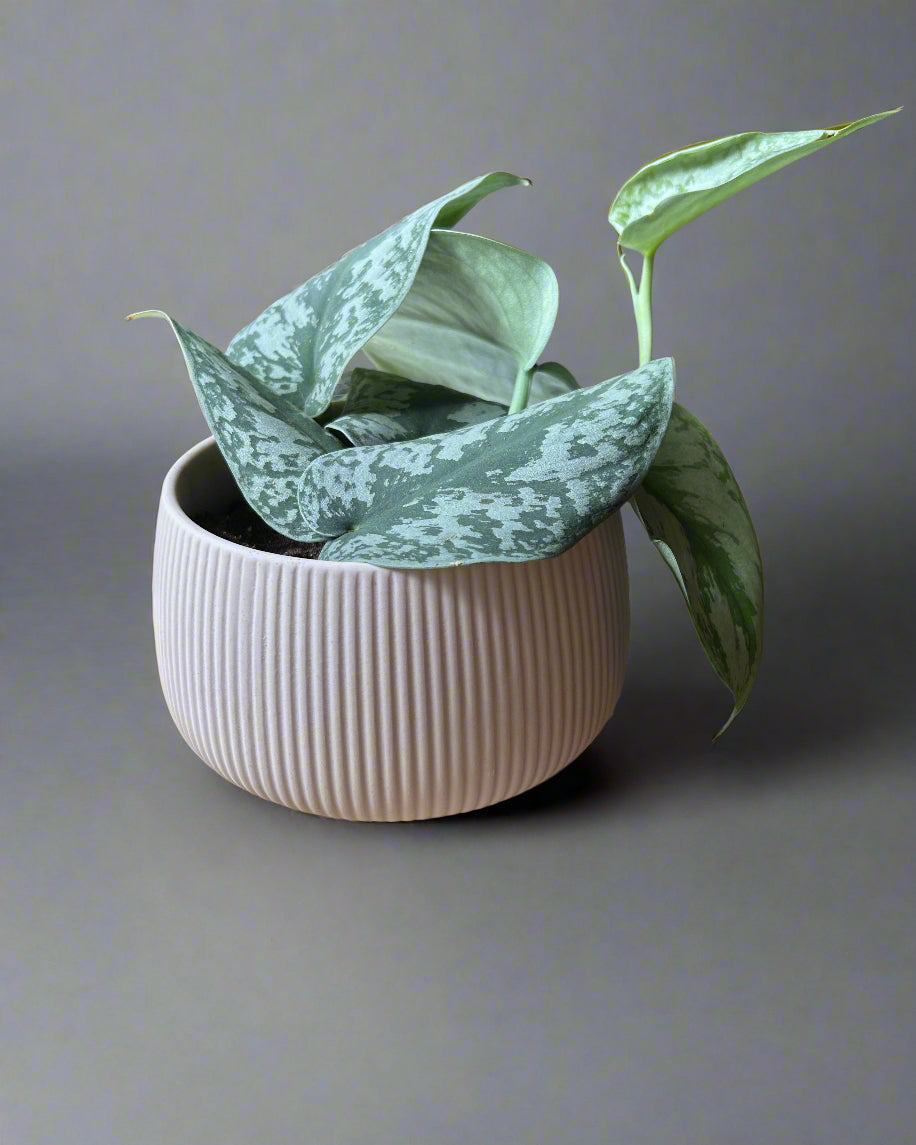 Lilo Pink Porcelain 6" Pot
