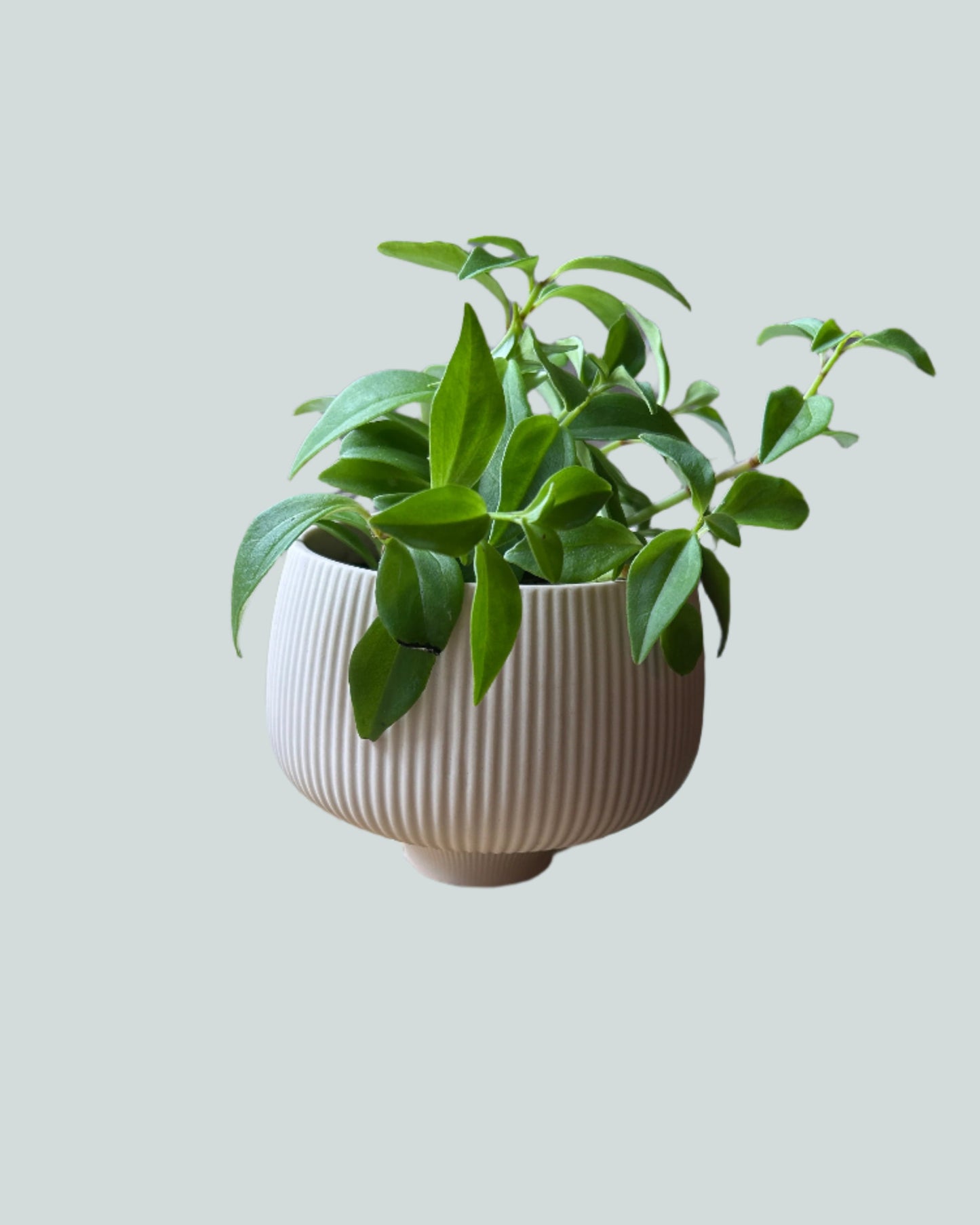 Lilo Porcelain 4.2" Pot