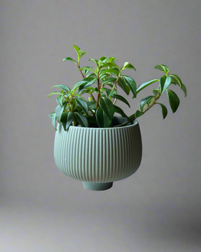 Lilo Porcelain 4.2" Pot