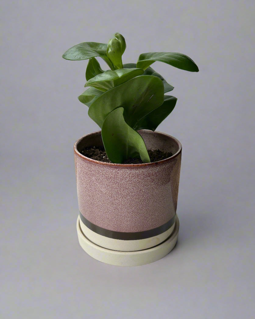 Burgundy Ceramic Pot