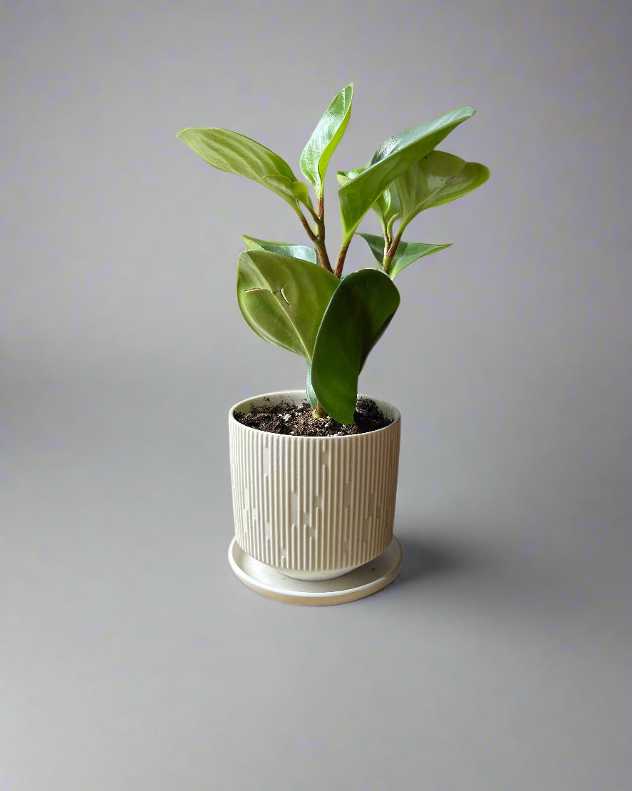 Virago 3.5" Porcelain Pot