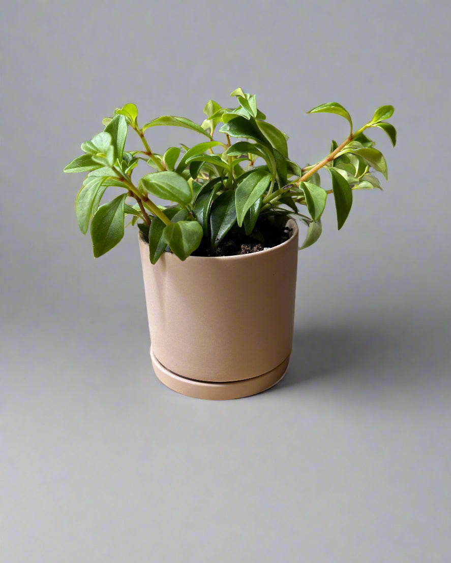Pink Dojo Porcelain Modern Plant Pot