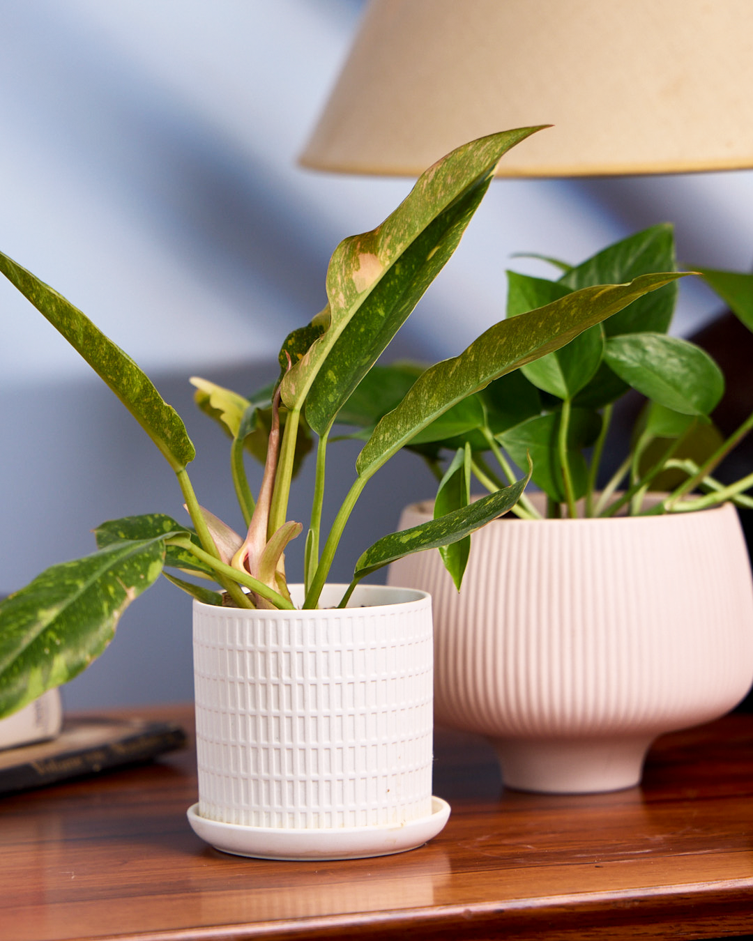 Virago 3.5" Porcelain Pot