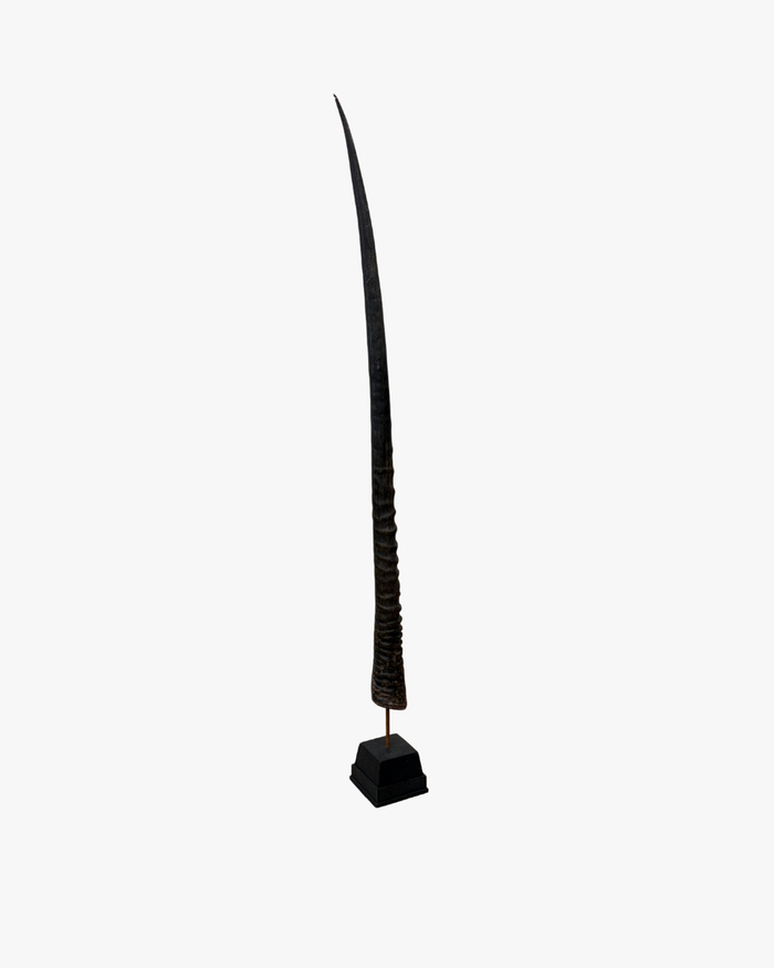 Oryx Horn