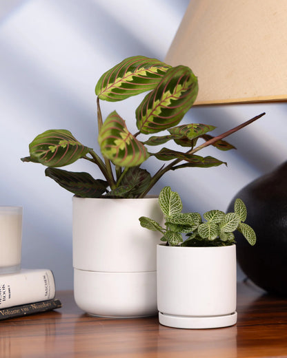 White Dojo Porcelain Modern Plant Pot