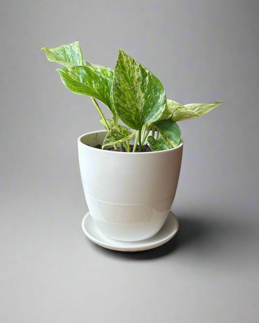 Dyad Porcelain 5" Plant Pot