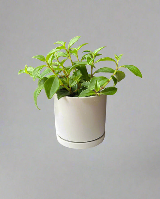 White Dojo Porcelain Modern Plant Pot