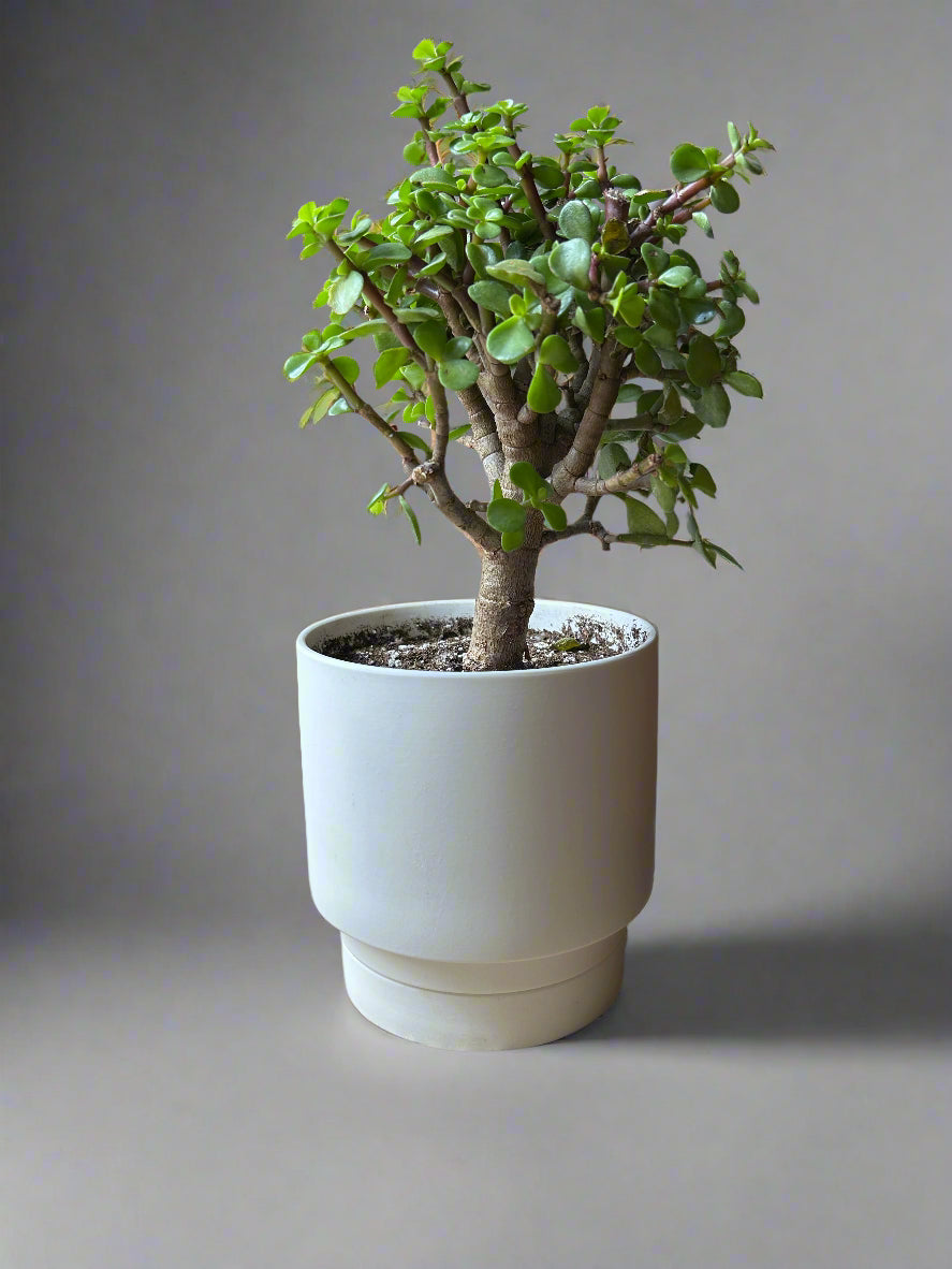 White Casey Porcelain Modern Pot
