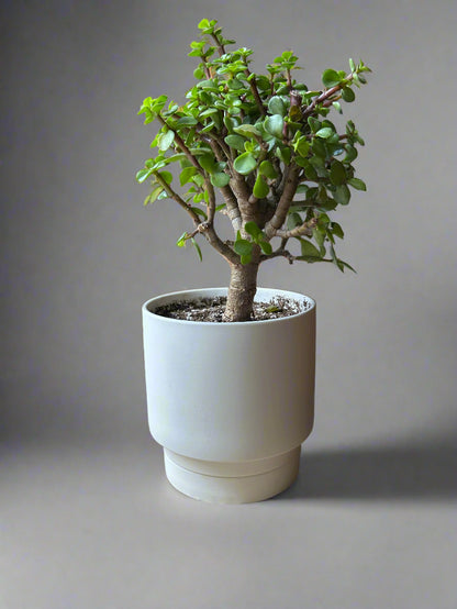 White Casey Porcelain Modern Pot