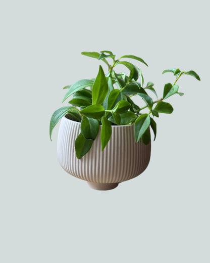 Lilo Porcelain 4.2" Pot