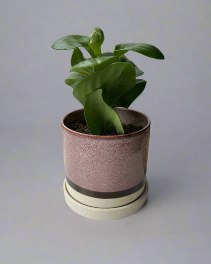 Burgundy Ceramic Pot