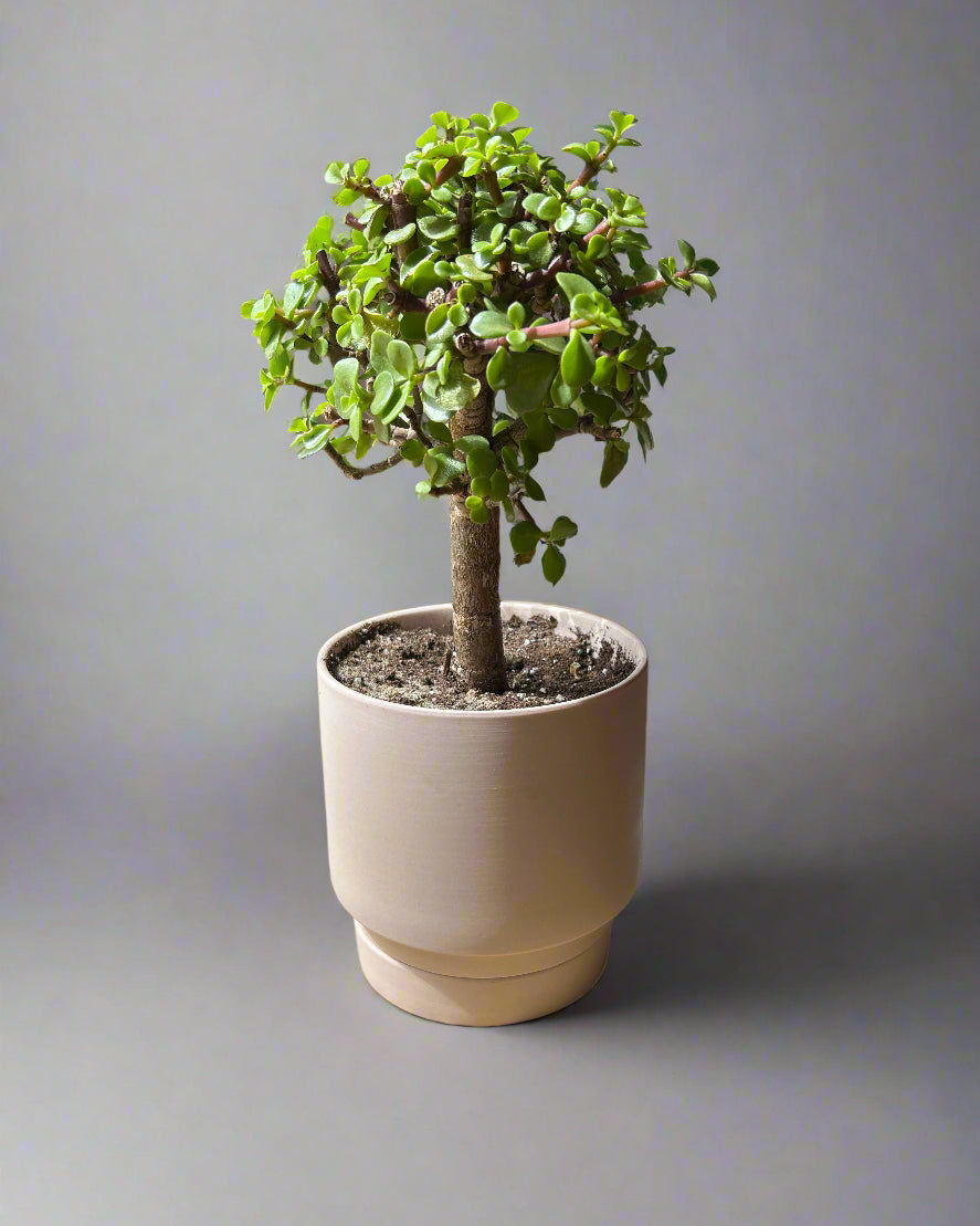 Pink Casey Porcelain Modern Pot