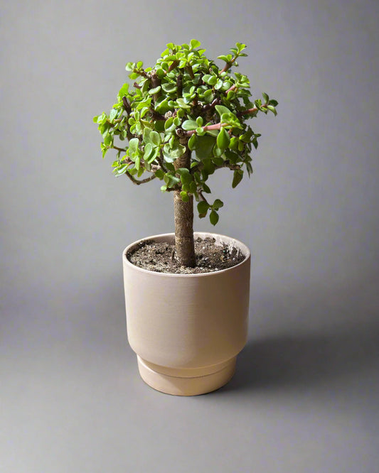 Pink Casey Porcelain Modern Pot