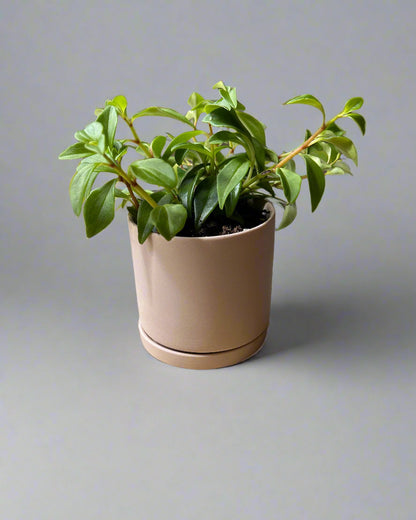 Pink Dojo Porcelain Modern Plant Pot