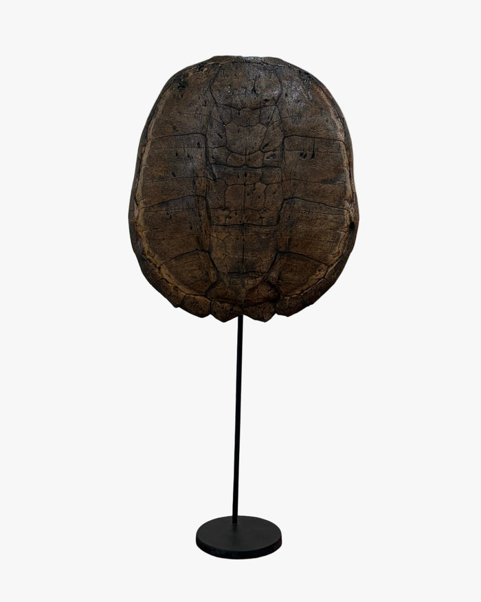 Turtle Carapace