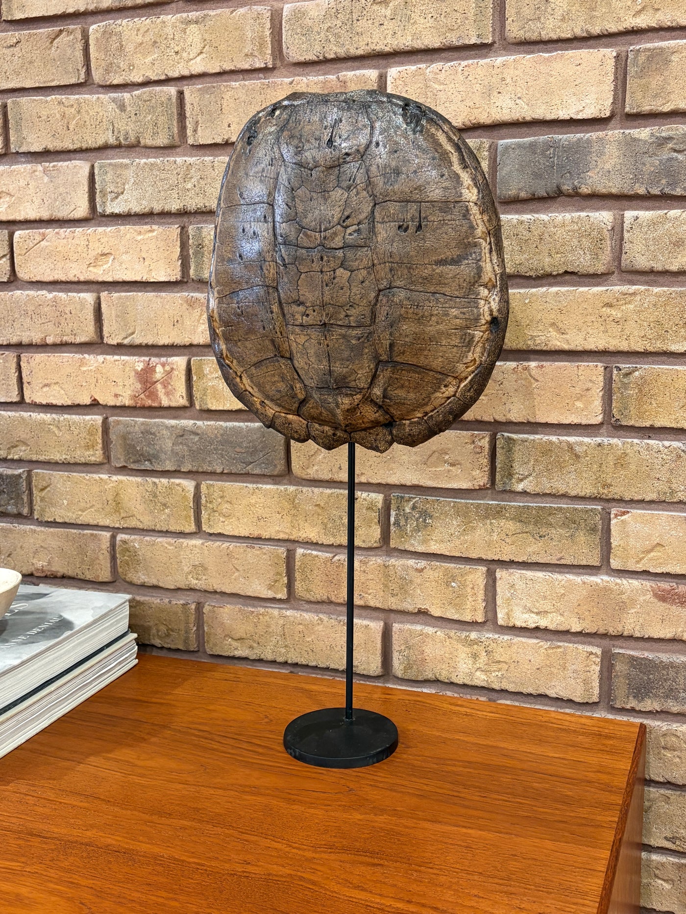Turtle Carapace
