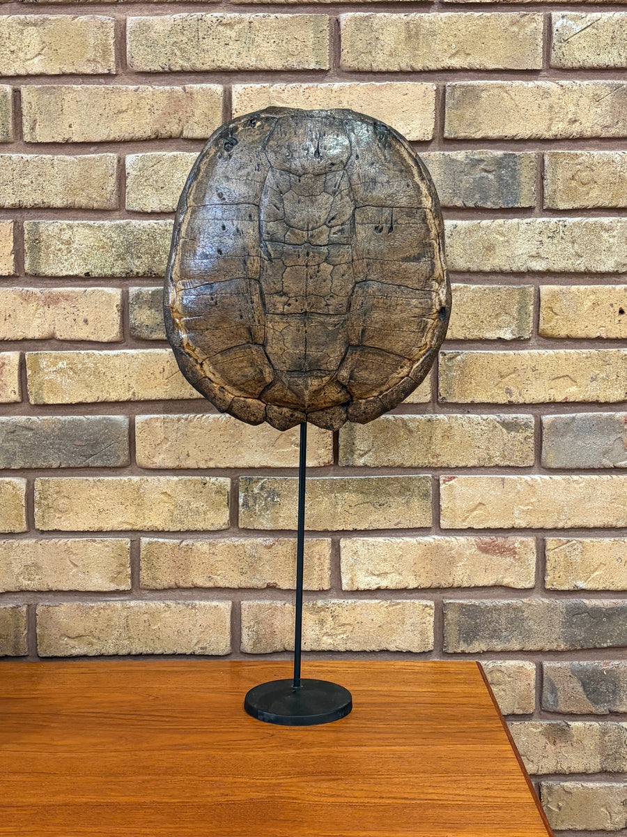 Turtle Carapace